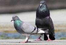 Města ordinují holubům antikoncepci do krmítek mesta