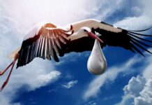 Plodnost českých žen byla loni nejvyšší v Evropské unii plodnost