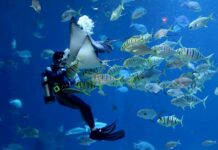 Už i pořady o vodním světě „hází“ lidi do pohody vodnim