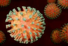 Molnupiravir na léčbu covidu podněcuje mutace viru mutace_viru