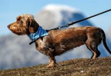 Veterináři varují majitele psů před Aujeszkyho chorobou psu