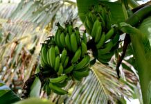 Na Kapverdských ostrovech řádí úplavice. Dovezli si ji i Češi Kapverdskych