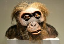 Neandrtálské DNA sehrává roli v rozvoji obezity neandrtalske_DNA