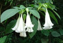 Vědci skenovali mozek po požití DMT DMT