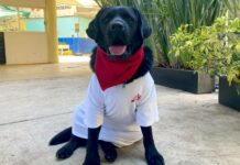 Labrador Onnie vrací obětem násilí chuť do života labrador_Onnie