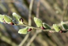 Zdravé Zprávy: Články od 11.4. do 16.4. 2023