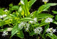 Medvědí česnek se dá zaměnit za prudce jedovatý ocún medvedi_cesnek