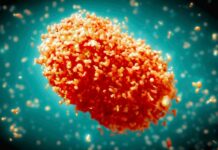 Čeští vědci vědí, jak na virus opičích neštovic opicich_nestovic