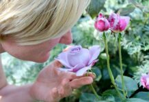 Parkinsona provází ztráta čichu a špatné vyprazdňování ztrata_cichu