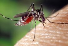 WHO se obává šíření horečky dengue kvůli změnám klimatu dengue