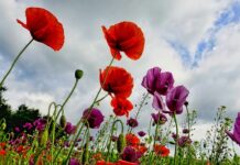 Zdravé Zprávy: Články od 29.5. do 4.6. 2023 zpravy