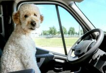 BESIP radí, jak na dlouhé cesty autem v letních měsících BESIP