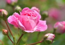 Zdravé Zprávy: Články od 26.6. do 2.7. 2023 Zdrave_Zpravy