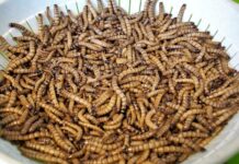 Na jedlý hmyz si zvykne i Evropa, je zdravý a levný jedly_hmyz
