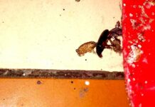 Masné prodejny se šváby a plísní na Zlínsku překvapily inspektory svaby