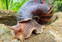 Tenerife řeší obřího plže, je invazivní a přenáší meningitidu tenerife