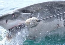 Někdy žralok odplave, ale někdy taky ne. Roli hraje i barva plavek zralok