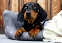 Červ napadající srdce a plíce psů se usadil na Slovensku cerv