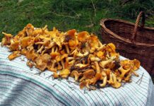 Češi jsou supersběrači. Do lesa je táhnou houby a borůvky houby