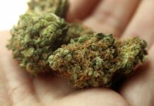 Výrobu a distribuci marihuany halil do obchodu s CBD marihuany