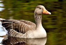 Vědci objevili gen, který chrání před nákazou ptačí chřipky ptaci_chripky