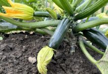 54letá žena ze Zlínska skončila na JIP kvůli jedovaté cuketě cukete