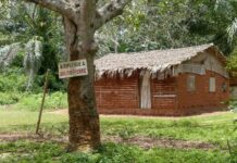 Paraziti kolují i mezi lidmi a lidoopy a neohrožují jen lidi paraziti