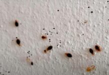 Štěnice se rychle šíří už i v Česku. Platí to pro úřady, dopravu i školy stenice