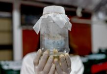 Komáři dengue se rychle množí. Nasadili na ně bakterii Wolbachia Wolbachia