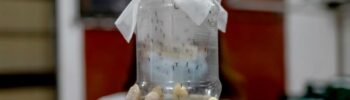 Wolbachia