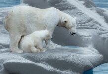 Emise planetu nejen oteplují, ale i ochlazují planetu