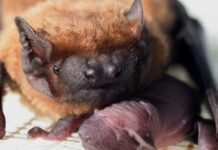 Březí samičky netopýra rezavého odolávají nebezpečným bakteriím samičky netopýra rezavého