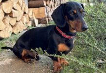 Komáry přenášený červ napadá už i psy v Česku komary