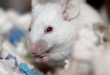 Unie začne bránit svůj výzkum před únikem do zahraničí vyzkum