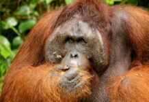 Orangutan Rakus doktory nepotřebuje. Rány si sám léčí bylinami orangutan