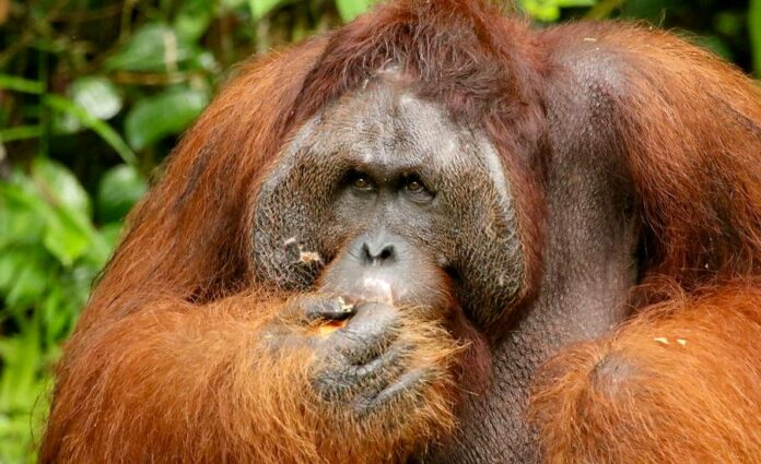 orangutan