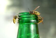 Bodnutí do jazyka je zvlášť nebezpečné, varují záchranáři bodnuti