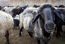 Tiplíci přenášejí katarální horečku. Nemoc objevili u českého berana kataralni_horecka