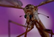 Ostrý komár útočí na Olomoucku. Můžou za to zahrádkáři komar