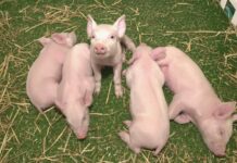 V horách Blue Ridge chovají speciální prasátka na orgány pro lidi