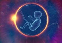 Nová studie zkoumala vývoj embrya až k těhotenství embrya