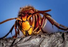 Nejodolnější pijan alkoholu je sršeň. Má totiž výjimečný gen srsen