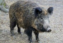 U divočáka z Německa veterináři zachytili nebezpečného svalovce svalovce