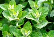 Bylinné homogenáty uchovávají léčivé látky aktivní i několik let bylinne_homogenaty