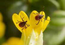 Česko a Pobaltí mají v EU nejvyšší výskyt klíšťové encefalitidy Cesko