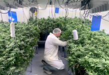 Léčebné konopí nabízí FNUSA dalším lékárnám. Má ho přebytek lecebne_konopi