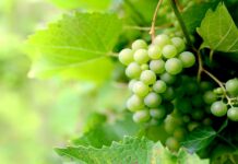 Message in a Bottle: Vína z EU obsahují škodlivé chemikálie v_EU