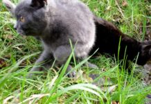 V Olomouci dávají peníze na kastraci kocourů i sterilizaci koček