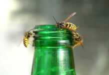 Vážných reakcí po bodnutí hmyzem přibývá. A to i od komárů a ovádů po_bodnuti_hmyzem