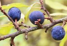 Látky z hub ničí původce exotických i onkologických nemocí, zjistili vědci nemoci